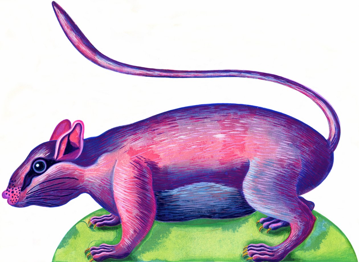 Patkány, 1996, (tinta és gouache) alkotó: Jane Tattersfield