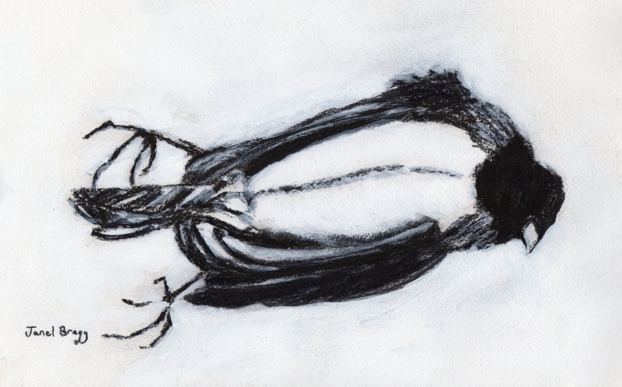 Dead Bird by my Stairwell, 2018 körül (szén és gesso, papír) alkotó: Janel Bragg