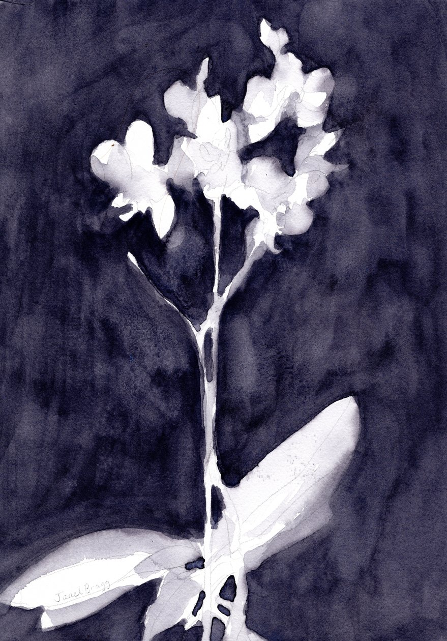 Orchidea impresszió sötétkék szürkében, 2019 körül (akvarell, papír) alkotó: Janel Bragg