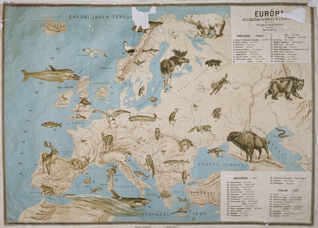 Az európai állatok térképe, ( színes metszet) alkotó: Janos Balint