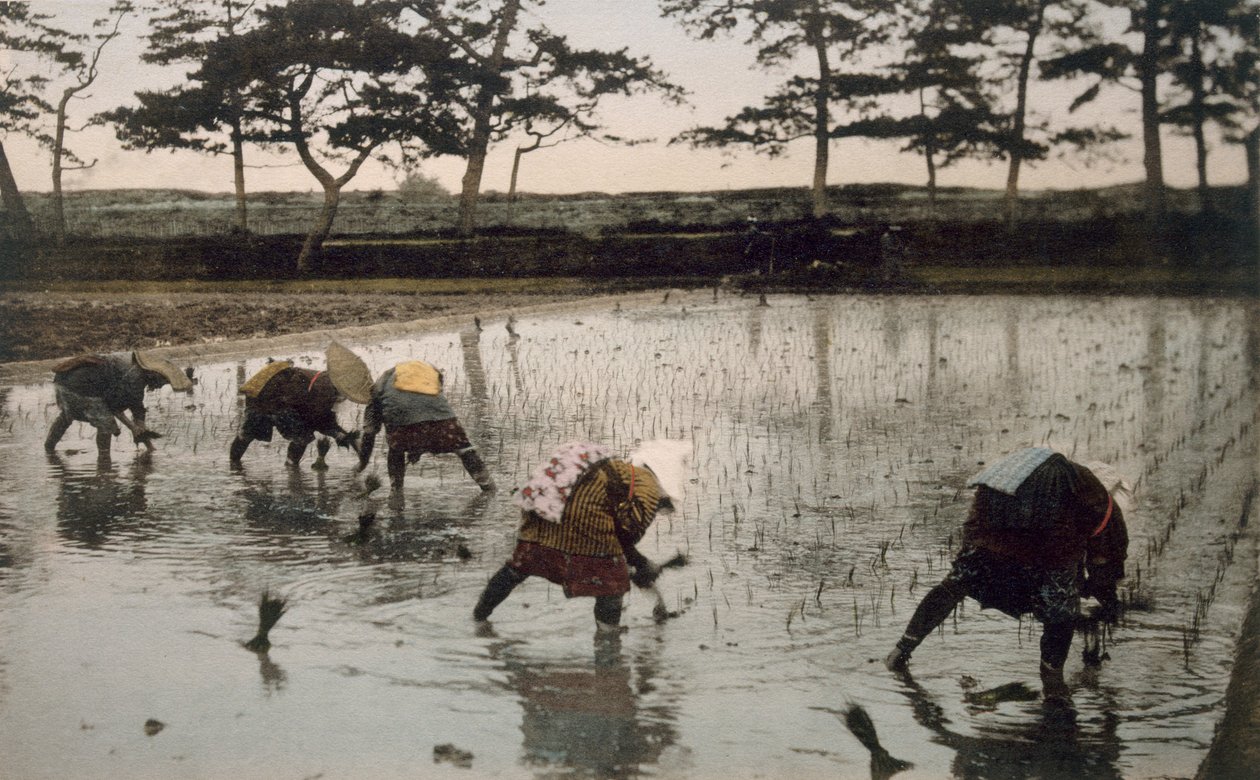 Öt paraszt, aki újra rizst ültet egy rizsföldön (kézzel színezett fotó) alkotó: Japanese Photographer