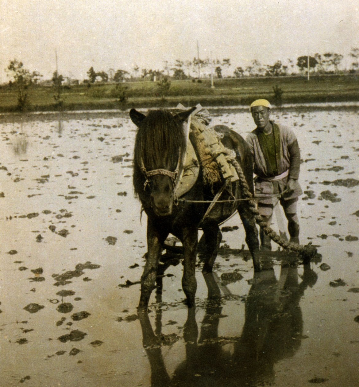 Rizsföld szántása, 1900 körül (album fotó) alkotó: Japanese Photographer