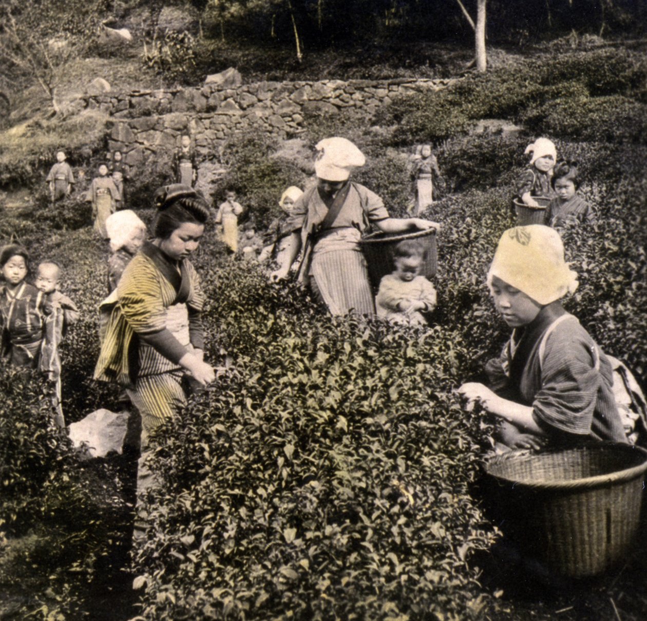 Teaszedés Uji tartományban, 1900 körül (album fotó) alkotó: Japanese Photographer