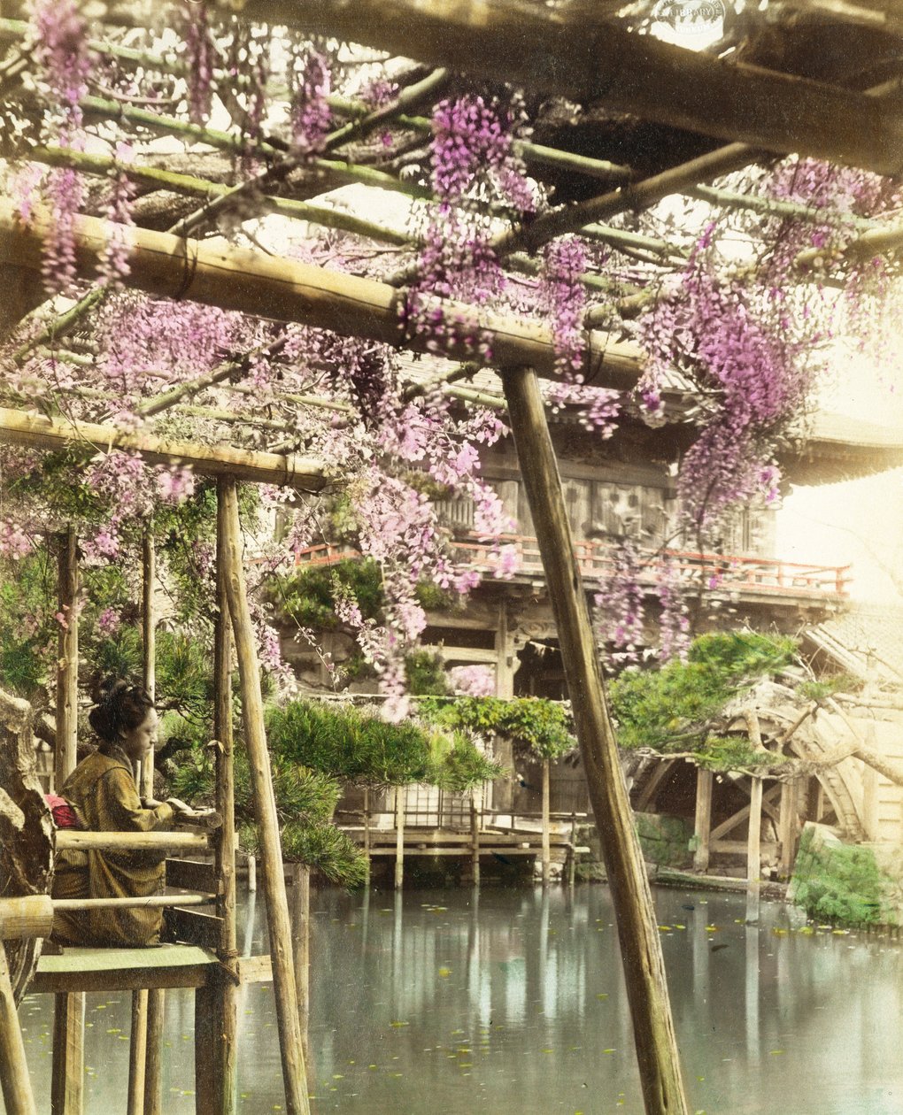 Wisteria blossom, Kameido Temple Gardens, Tokió, 1890-es évek eleje (kézzel színezett fotó) (lásd még: 172942) alkotó: Japanese Photographer