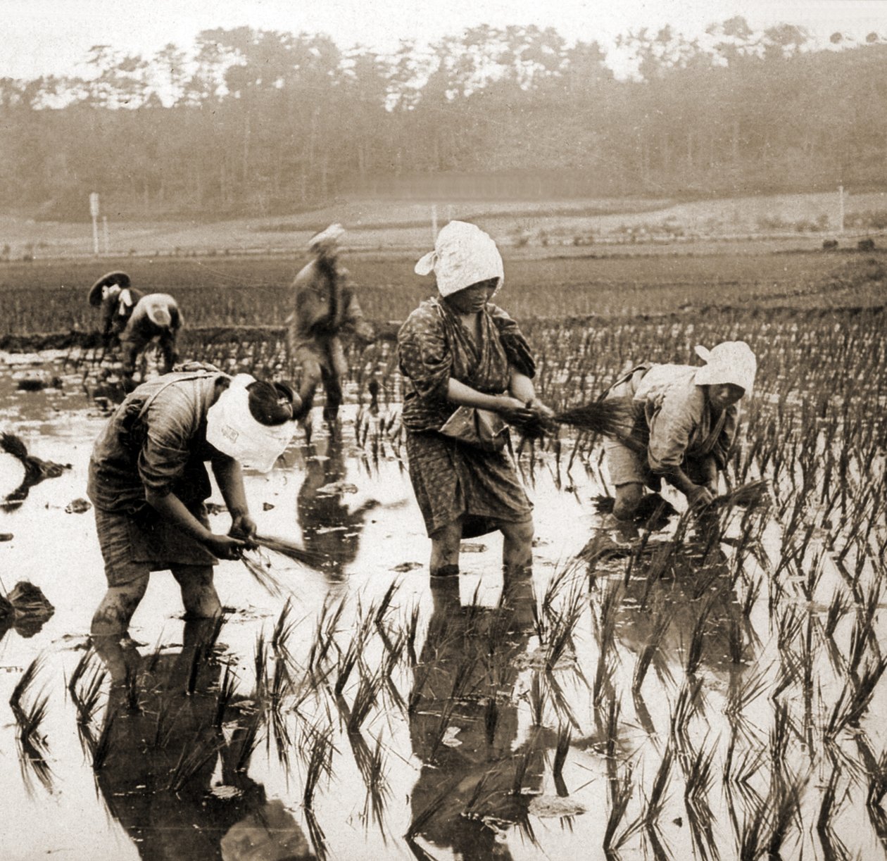 Rizset ültető nők Japánban, 1900 körül (album fotó) alkotó: Japanese Photographer