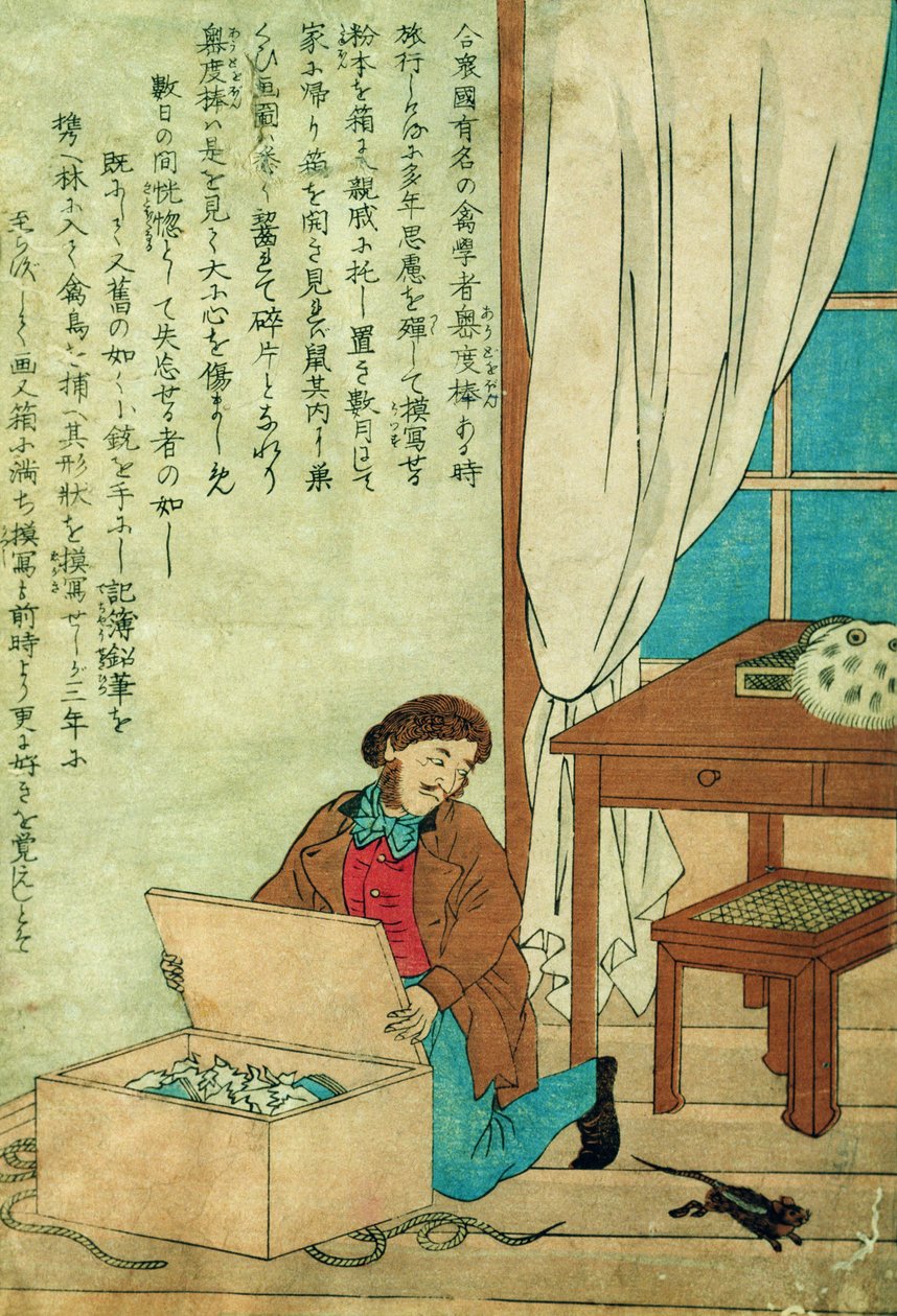 JJ Audubon (1785-1851) Japánba utazva felfedez egy patkányt, 1840 körül alkotó: Japanese School
