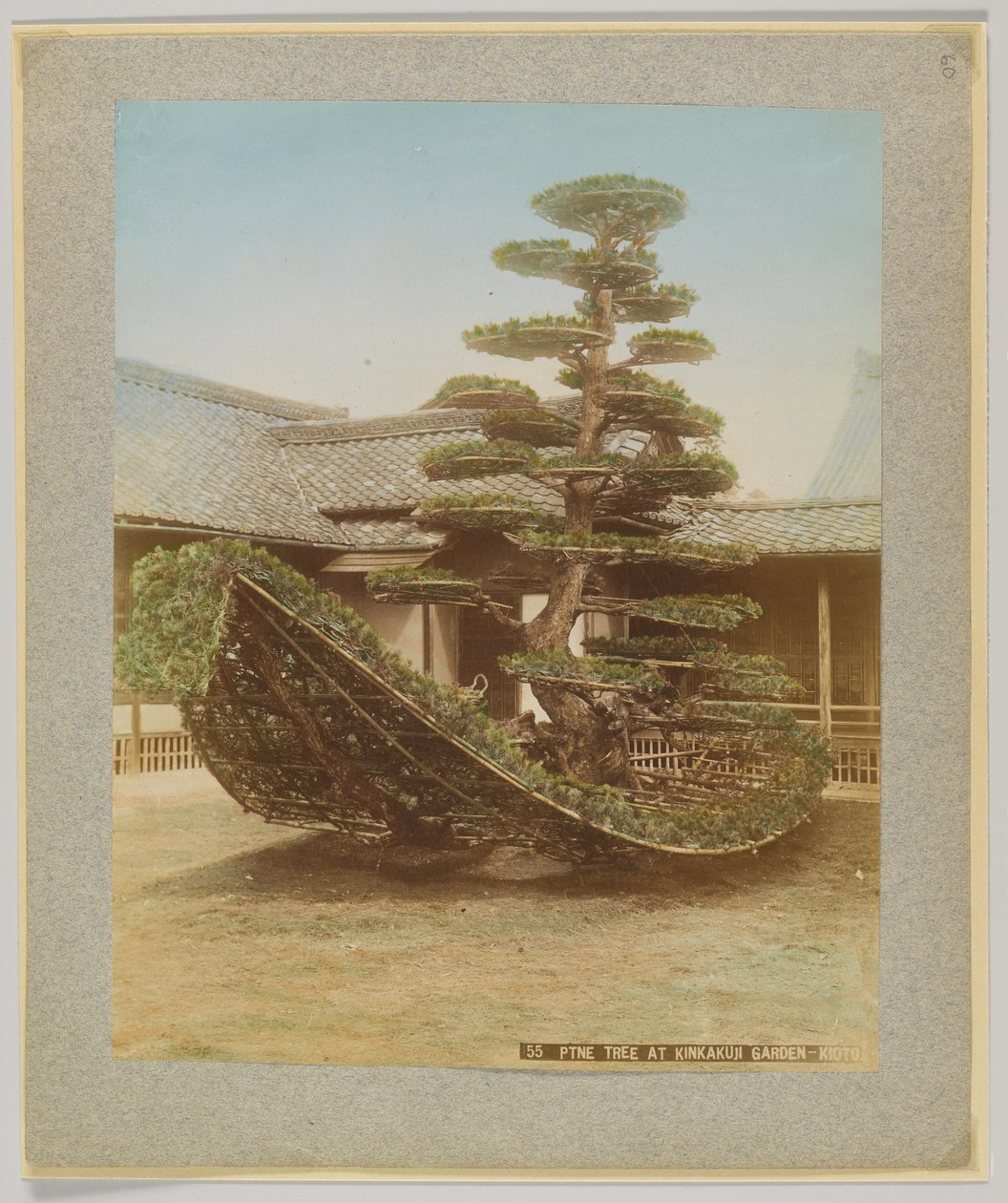 Fenyőfa a Kinkakuji Gardenben, Kyoto, Japán (kézzel színezett fekete-fehér fotó) alkotó: Japanese Photographer