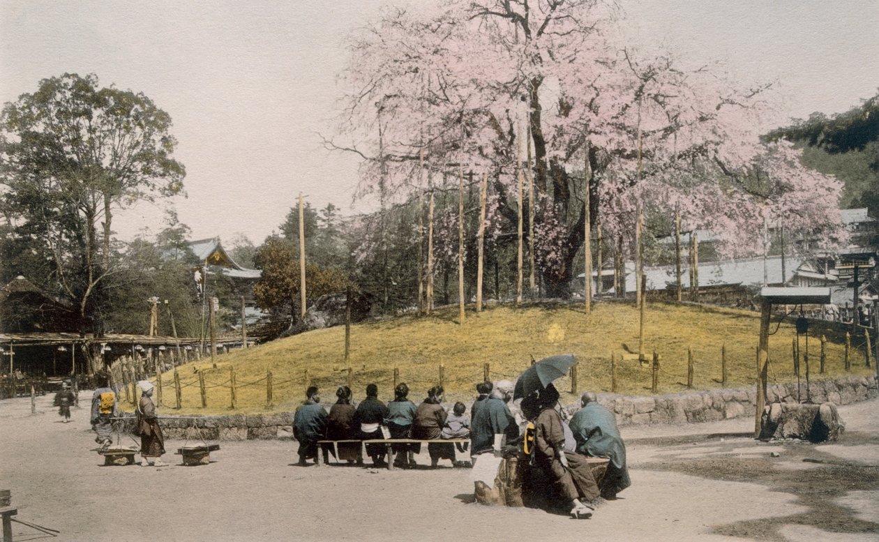 A híres cseresznyefa Maruyamában, Kiotóban az 1890-es években. alkotó: Japanese Photographer