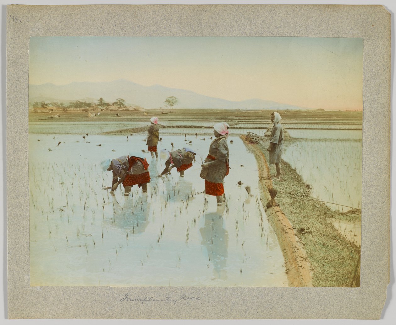 Rizs átültetése, Japán (kézzel színezett fekete-fehér fotó) alkotó: Japanese Photographer