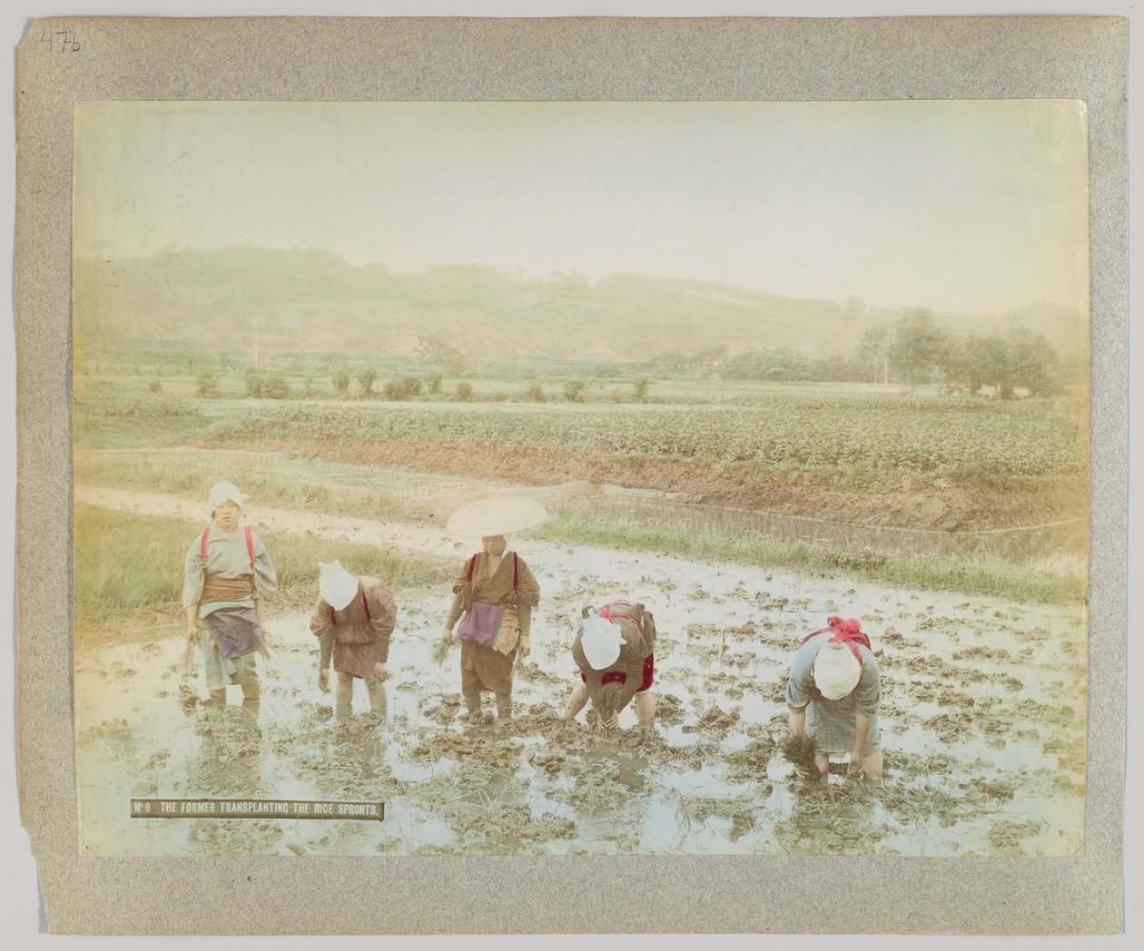Rizscsírák átültetése, Japán (kézzel színezett fekete-fehér fotó) alkotó: Japanese Photographer