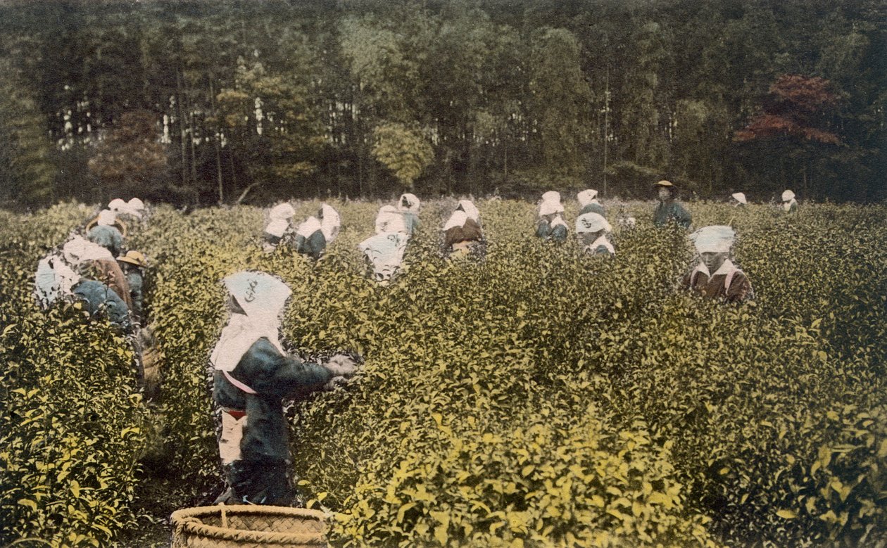 Nők teát szedegető férfi felvigyázóval, 1890-es évek. alkotó: Japanese Photographer