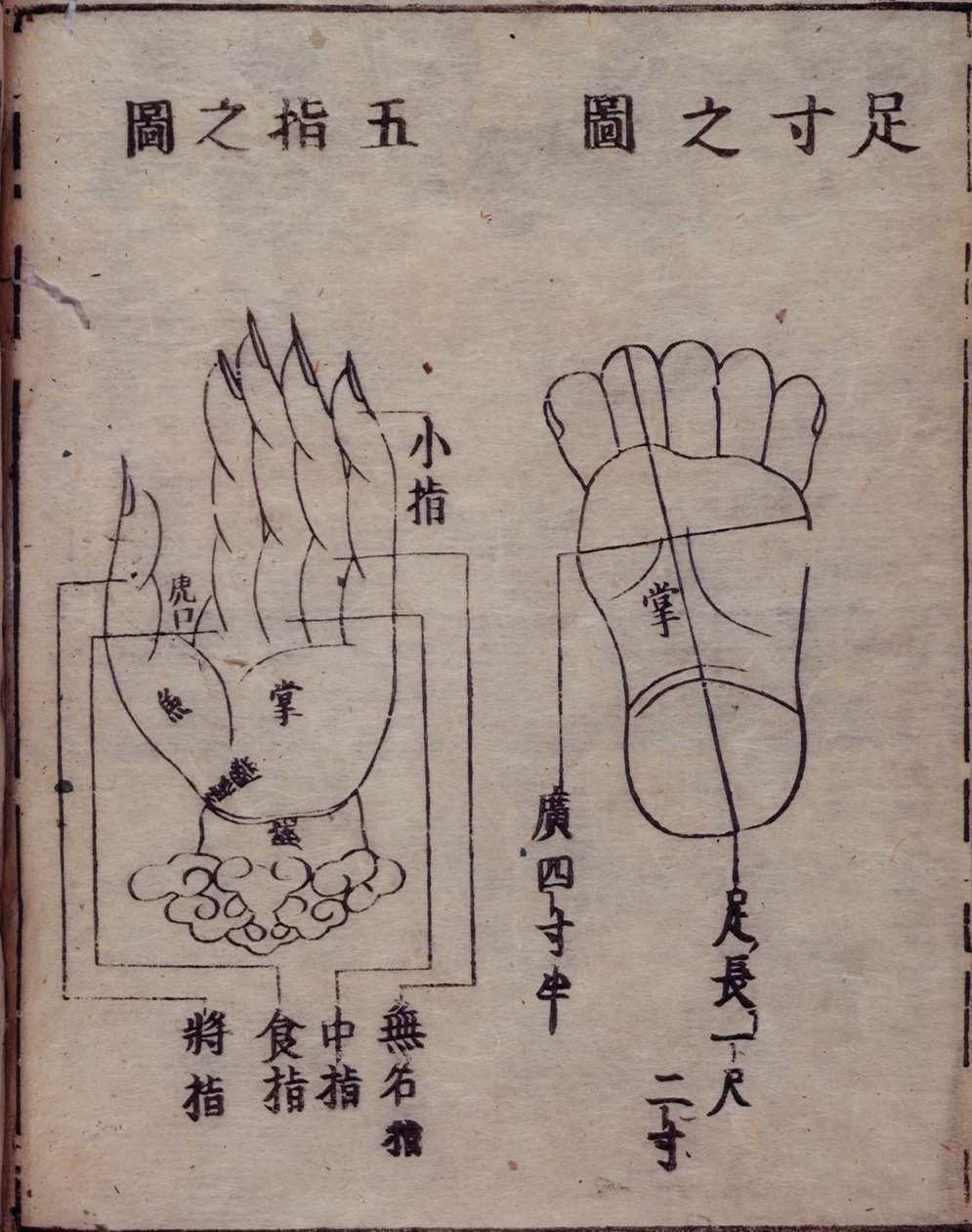 16029.b.5 fol.15v Ábra, amely a kézen és a lábon lévő akupunktúrás pontokat mutatja, egy kínai akupunktúrával foglalkozó mű, a kiotói Hua Shou Shisijing fahui 1341-es kommentárjából. alkotó: Japanese School