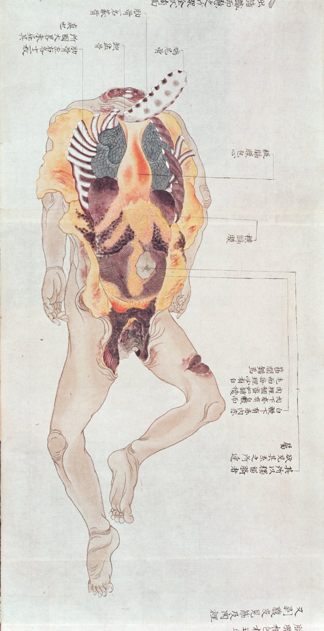 Egy kizsigerelt test egy 1796-os kínzás áldozatának boncolásakor, egy midori orvos makimonójából, 1842 (toll, tinta és WC papíron) alkotó: Japanese School