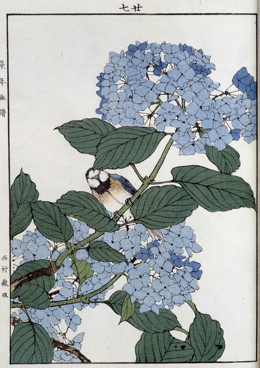 Madár hortenziában - japán nyomtatás alkotó: Japanese School