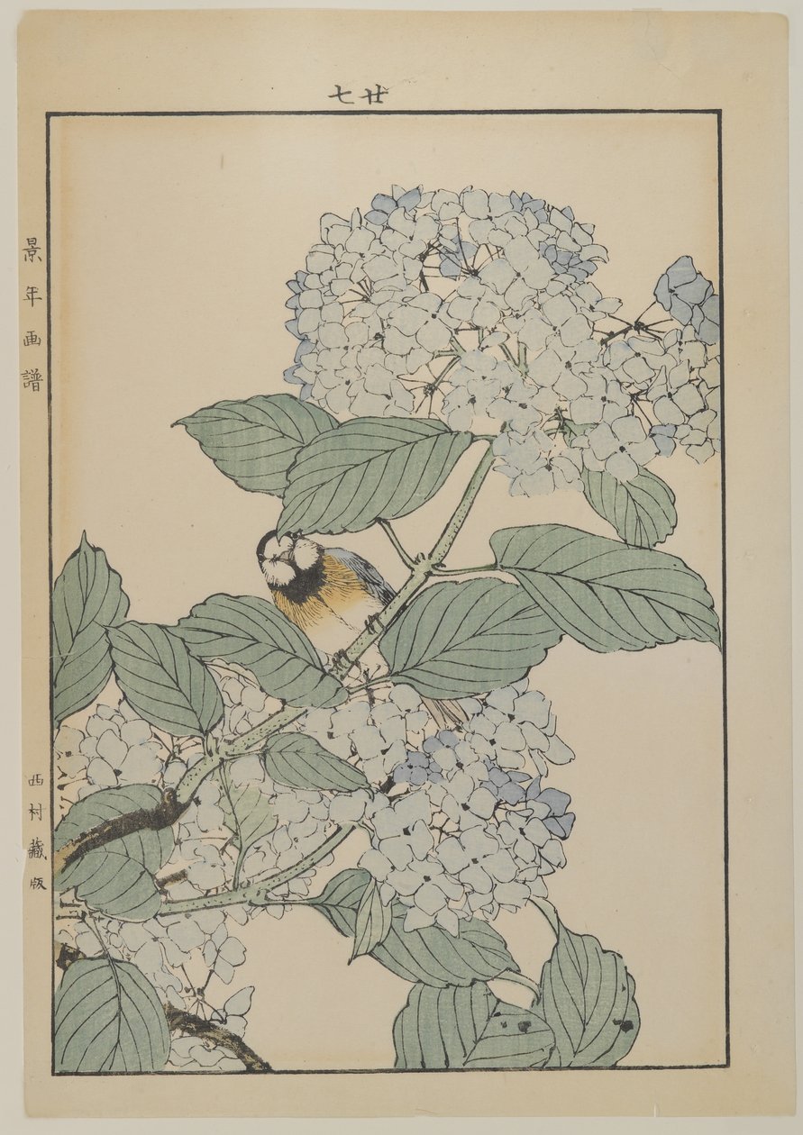 Hortenziás madár, Meiji-korszak, 1868-1912 körül (színes fatömbnyomat) alkotó: Japanese School