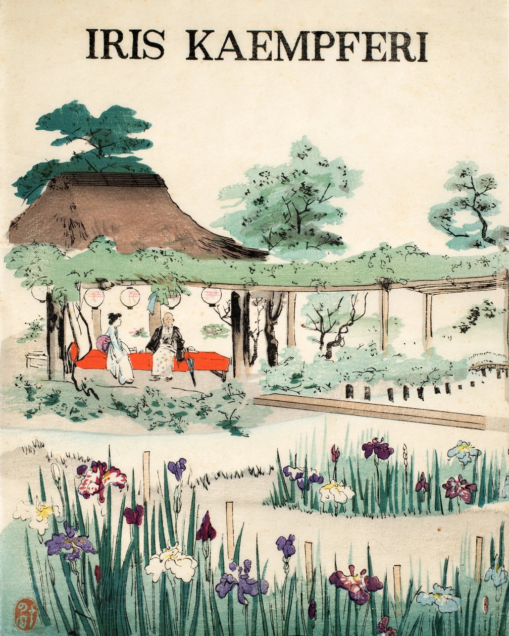 Iris Kaempferi – Első borító, 1890 alkotó: Japanese School