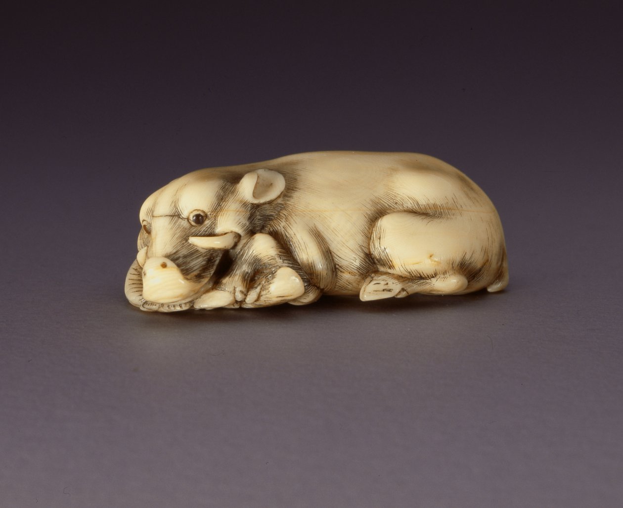 Netsuke fekvő vaddisznót ábrázol, kb. 1750-80 (narwahl kürt) (lásd még: 210190) alkotó: Japanese School