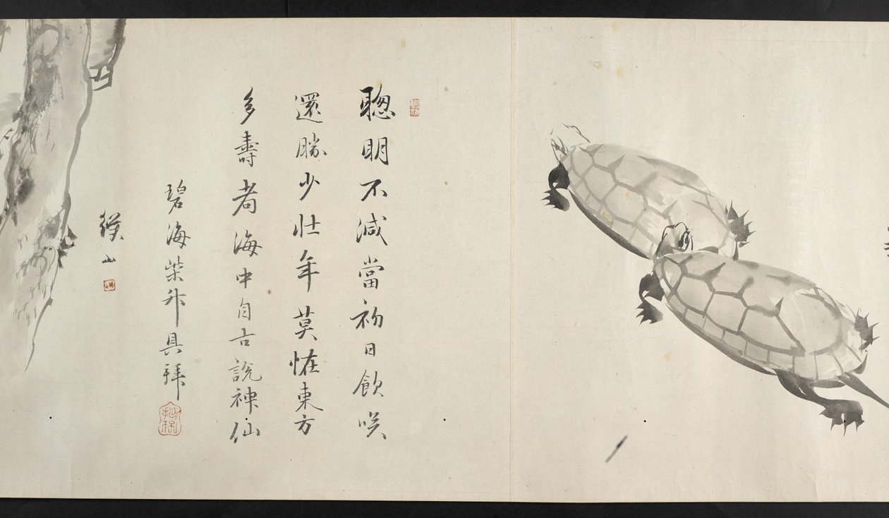 Vagy. 14872, f.36, Két teknősbéka, Yoshida Seisaitól (tekercs) alkotó: Japanese School