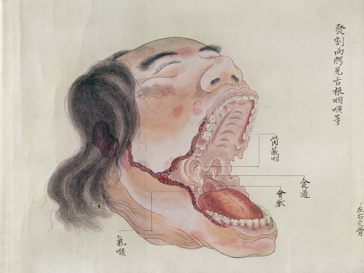 A száj anatómiája, egy 1796-os kínzás áldozatának boncolása alapján, egy midori orvos makimonójából, 1842 (toll, tinta és wc papíron) alkotó: Japanese School