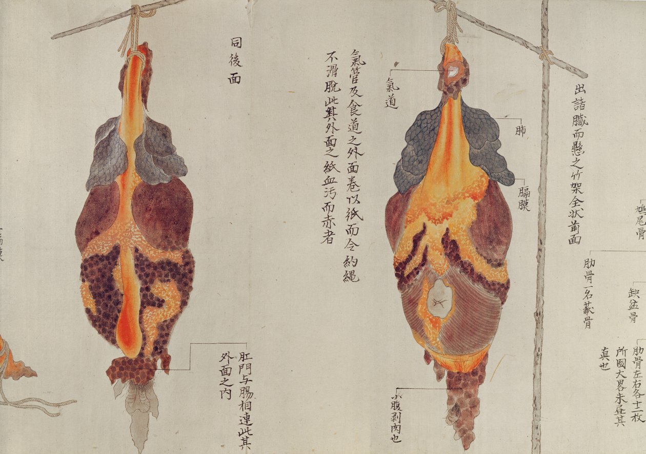 A tüdő egy 1796-os kínzás áldozatának boncolásakor, egy midori orvos makimonójából, 1842 (toll, tinta és WC papíron) alkotó: Japanese School