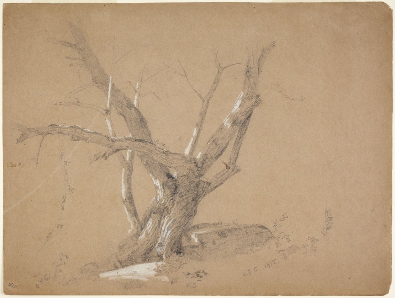 Egy fa tanulmánya alkotó: Jasper Francis Cropsey