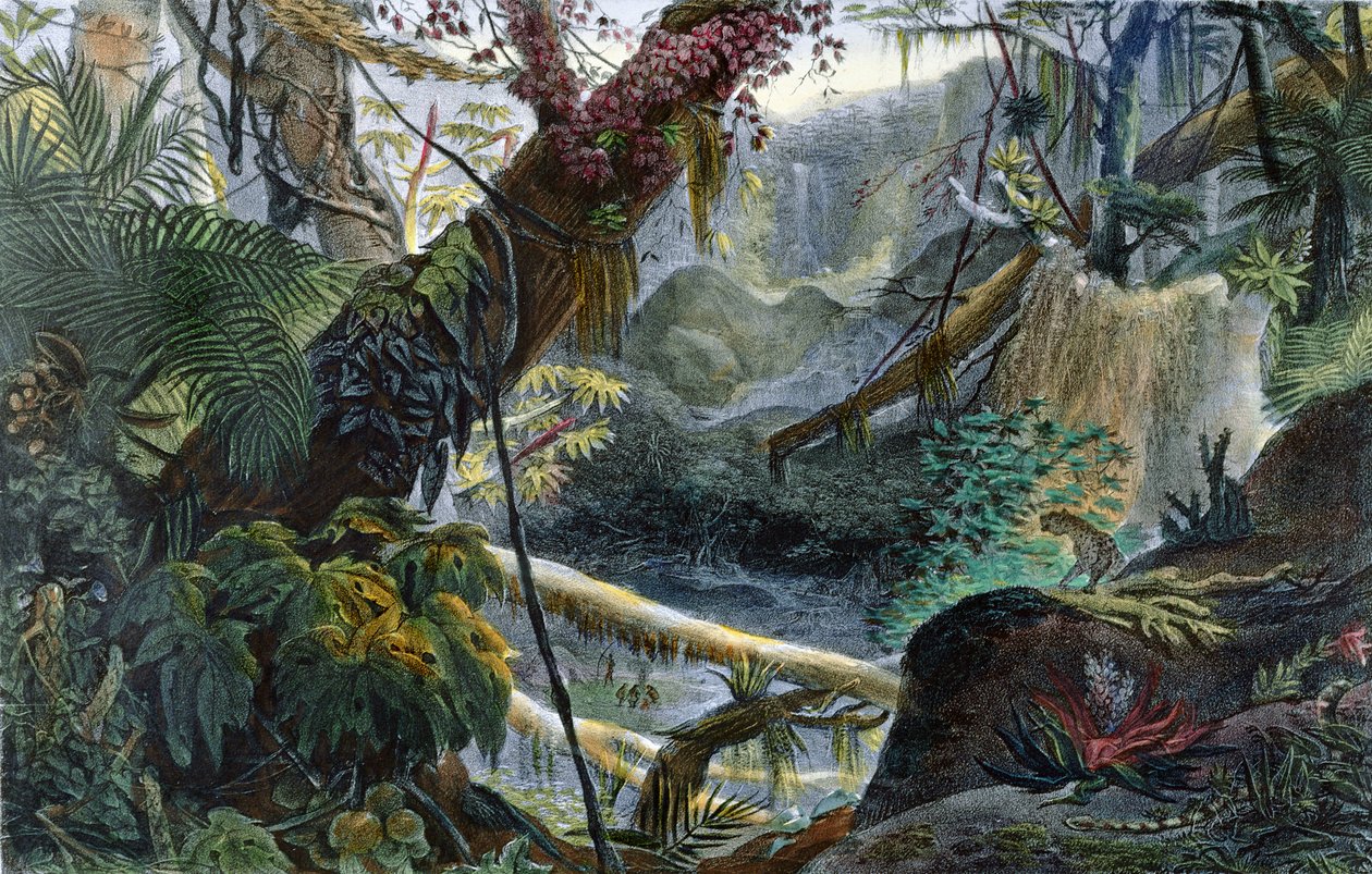 Völgy a Serra do Marban, illusztráció Jean-Baptiste Debret (1768-1848) „Voyage Pittoresque et Historique au Bresil” című könyvéből, Párizsban, 1839. alkotó: Jean Baptiste Debret