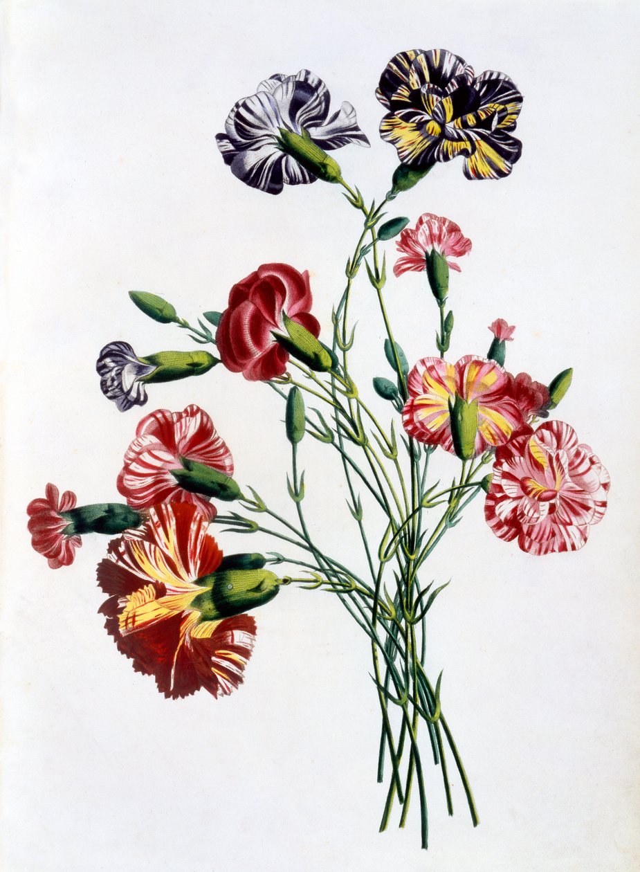 Bouquet of Carnations, a "Collection des Fleurs et des Fruits d