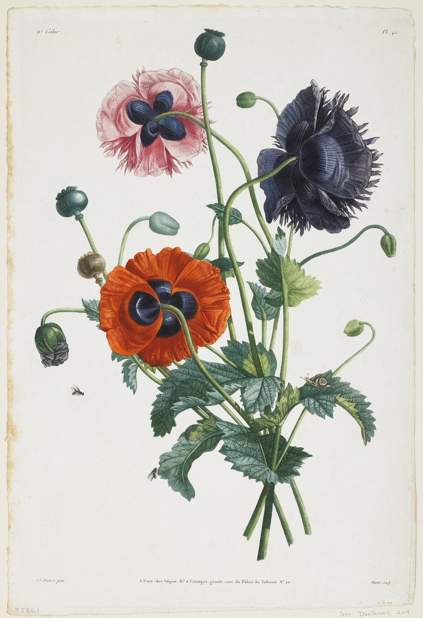 Tanulmány háromféle pipacsról, 1805 (színes metszet) alkotó: Jean Louis Prevost