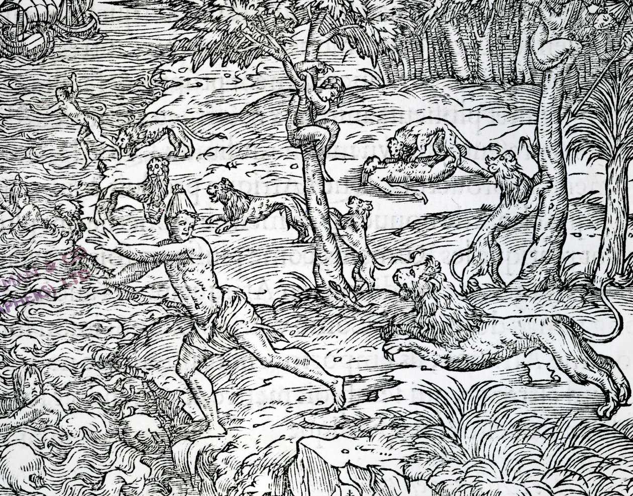 Oroszlánok támadnak és esznek embereket, Andre Thevet „Les singularities de la France antarctique” című illusztrációja, 1558-ban alkotó: Jean the Younger Cousin