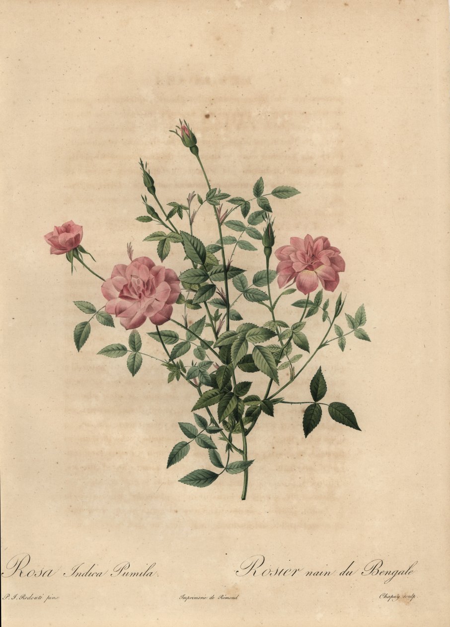 Rózsaszín miniatűr kínai rózsa, Rosa chinensis. alkotó: Jean Baptiste Chapuy