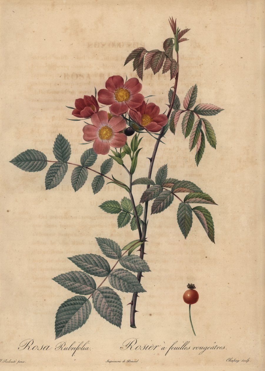 Vöröslevelű rózsa, Rosa glauca. alkotó: Jean Baptiste Chapuy
