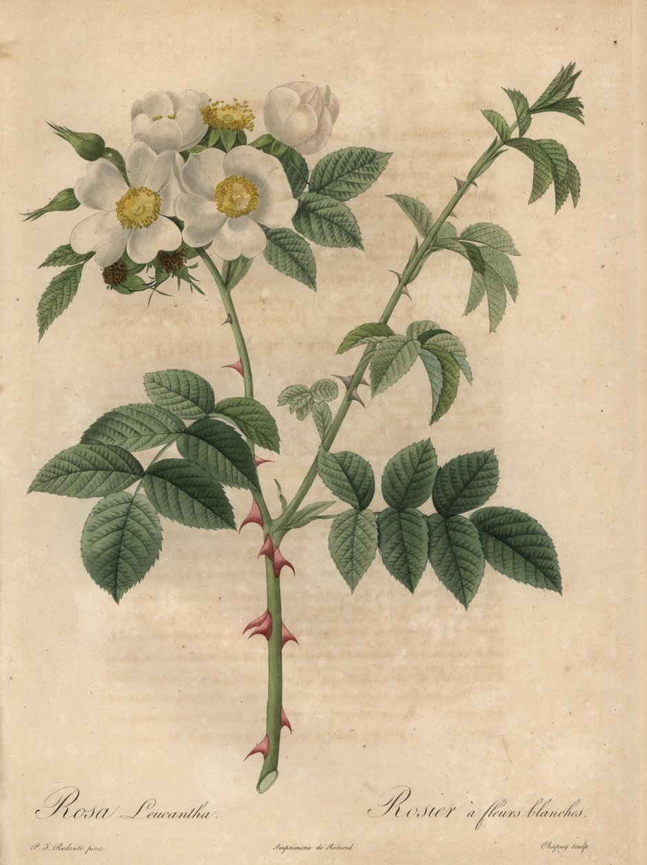 Fehér rózsa, Rosa leucantha. alkotó: Jean Baptiste Chapuy