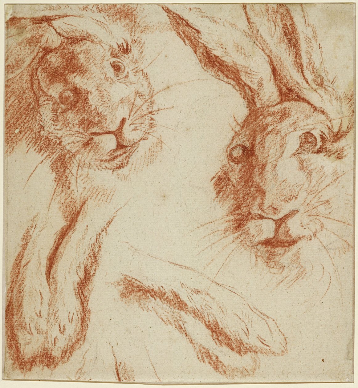 Hasenstudien: zwei Köpfe und zwei Paar Pfoten alkotó: Jean-Baptiste Oudry