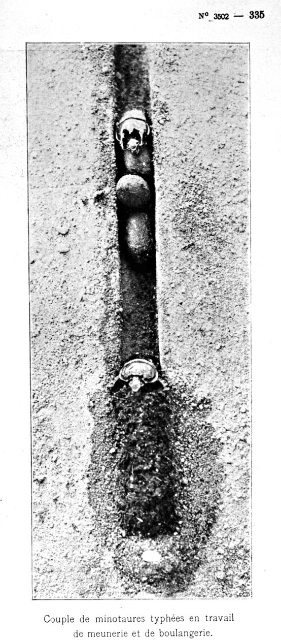 A Minotaurusz rovarok lyuk 1,5 méterrel a talajszint alatt, a Souvenirs Entomologiques by Fabre-től, 1924-ben (bw fotó) alkotó: Jean Henri Fabre