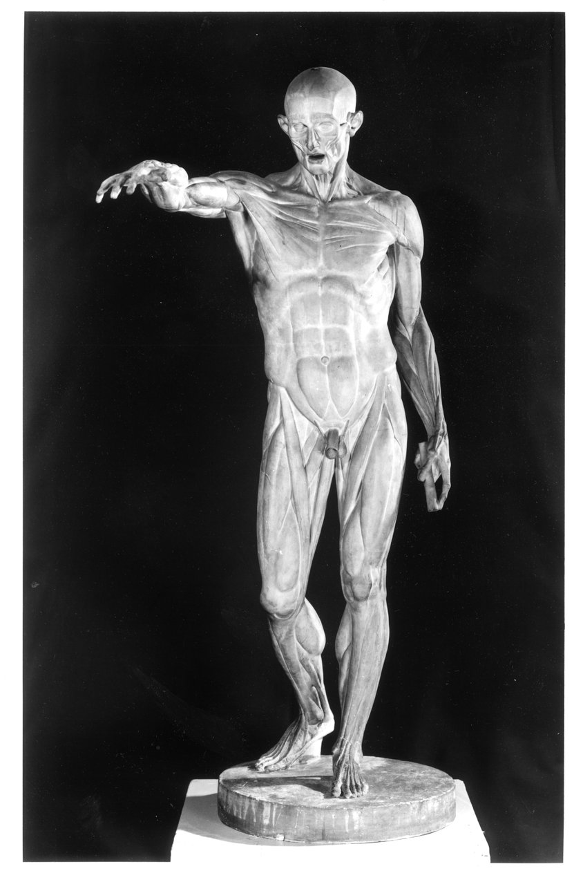 Lenyírt test (gipsz) alkotó: Jean Antoine Houdon