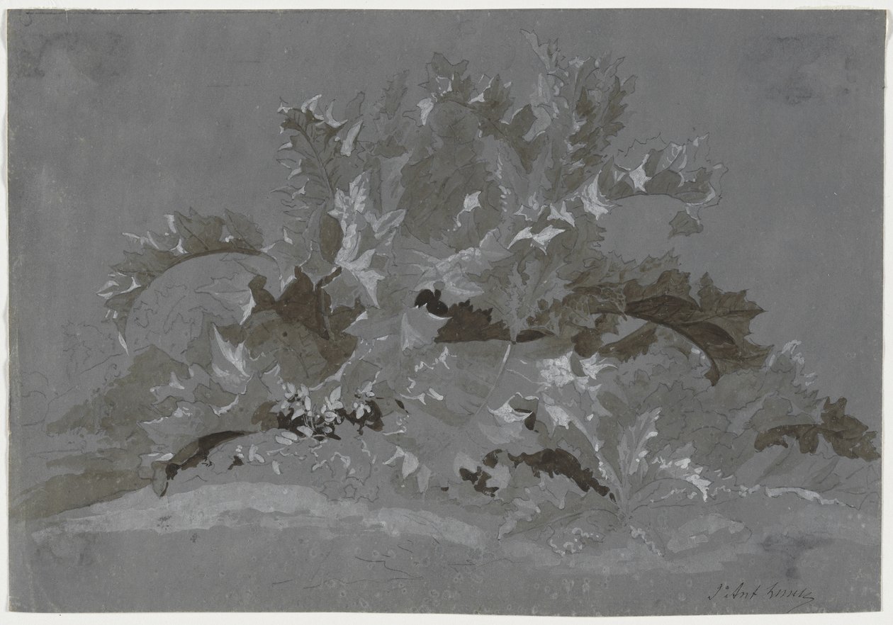 Tanulmány a gyomokról, 1800-1850. alkotó: Jean Antoine Linck