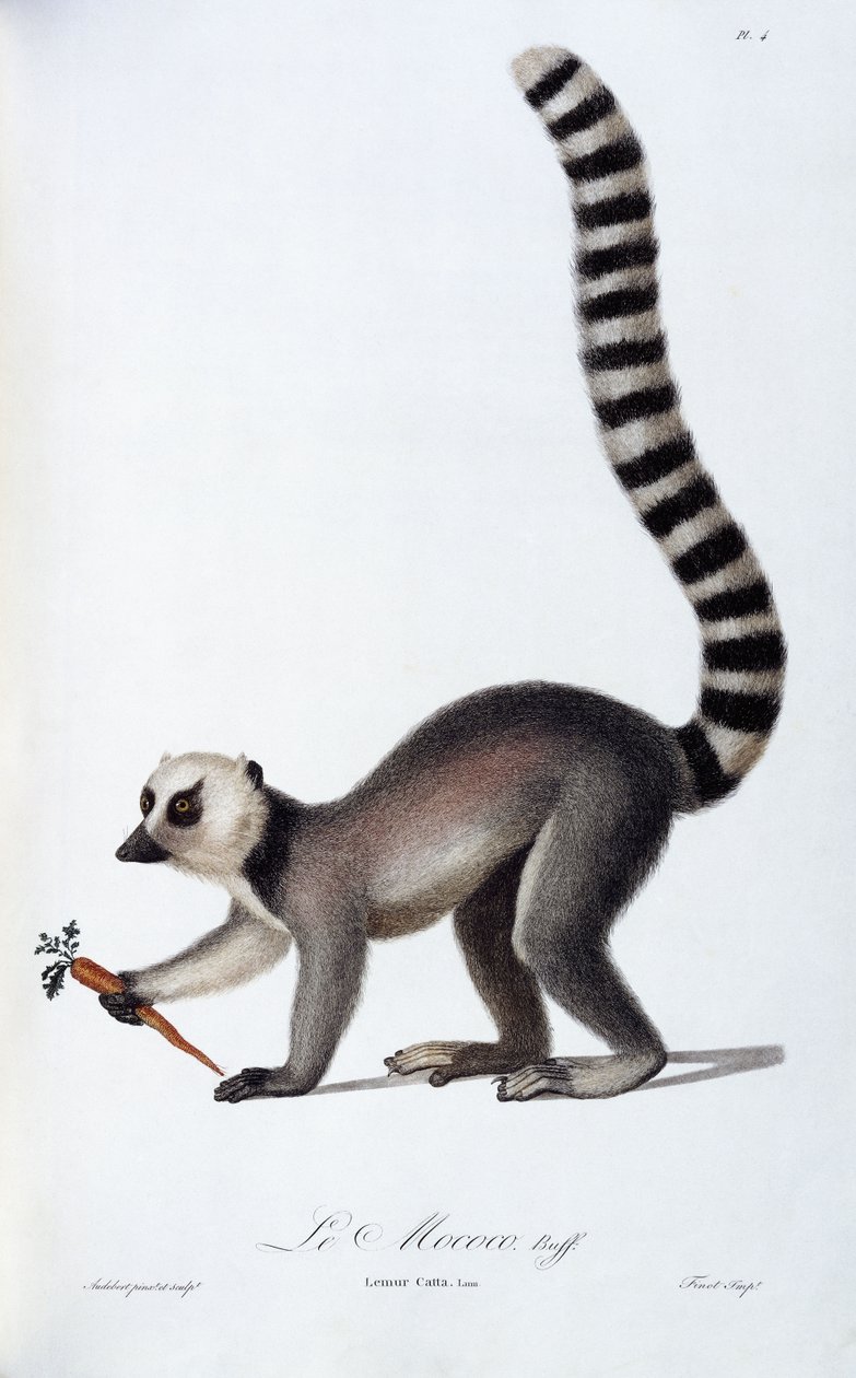 Egy maki, 1798-99 körül alkotó: Jean Baptiste Audebert