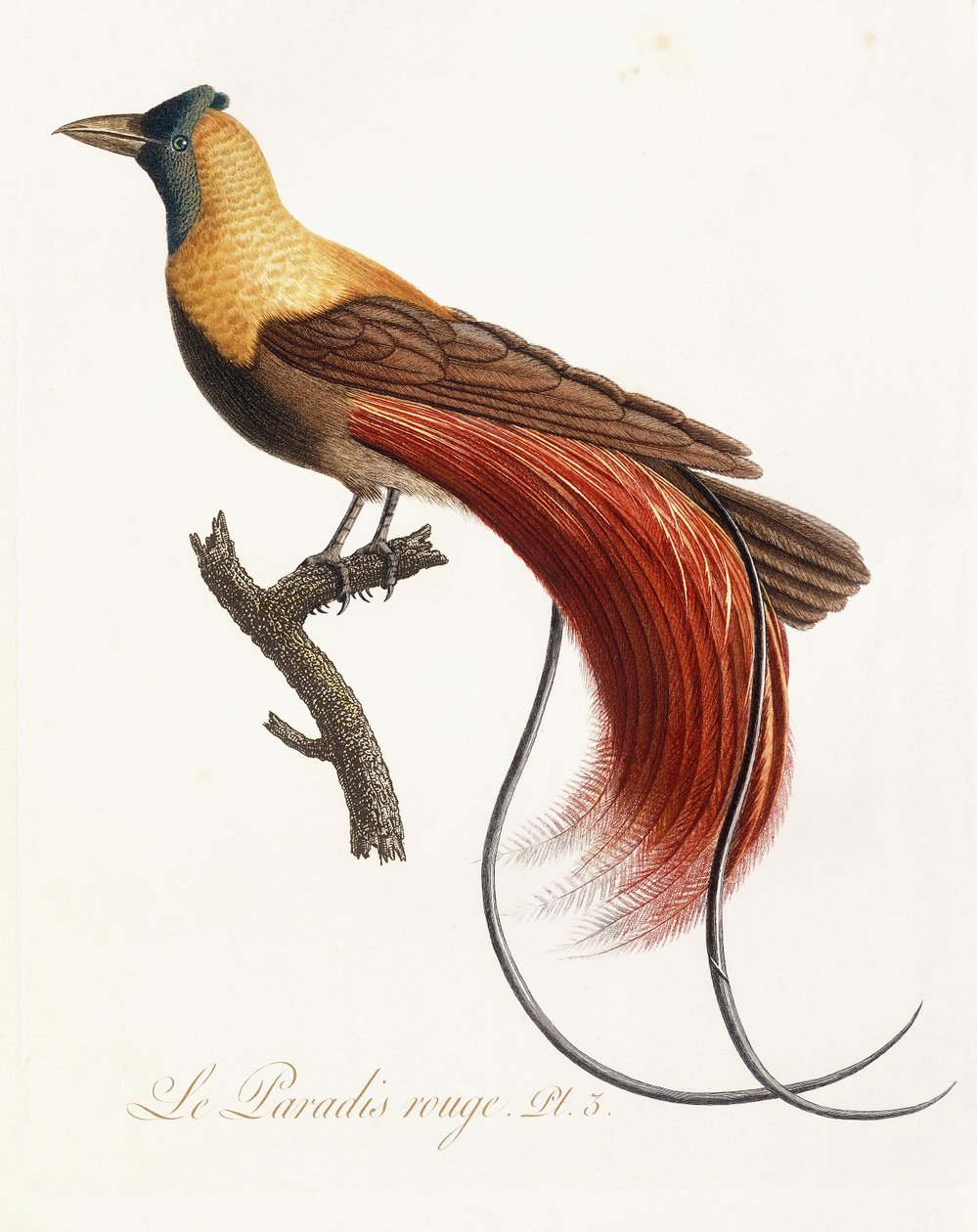 A Vörös Paradicsom, 1802 alkotó: Jean Baptiste Audebert