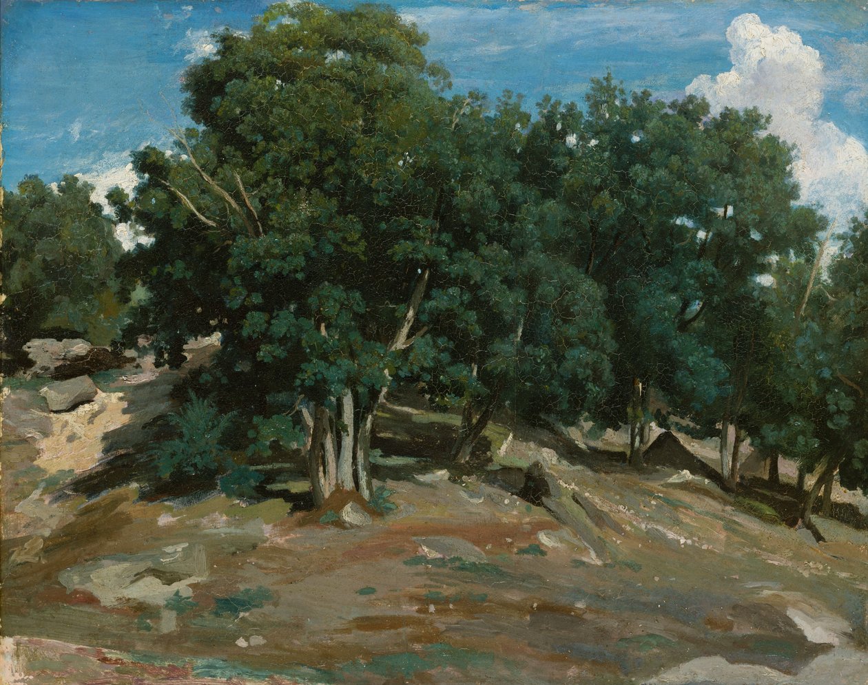 Fontainebleau: Oak Trees at Bas-Bréau, 1832-3 (olaj, papír, fára fektetve) alkotó: Jean Baptiste Camille Corot