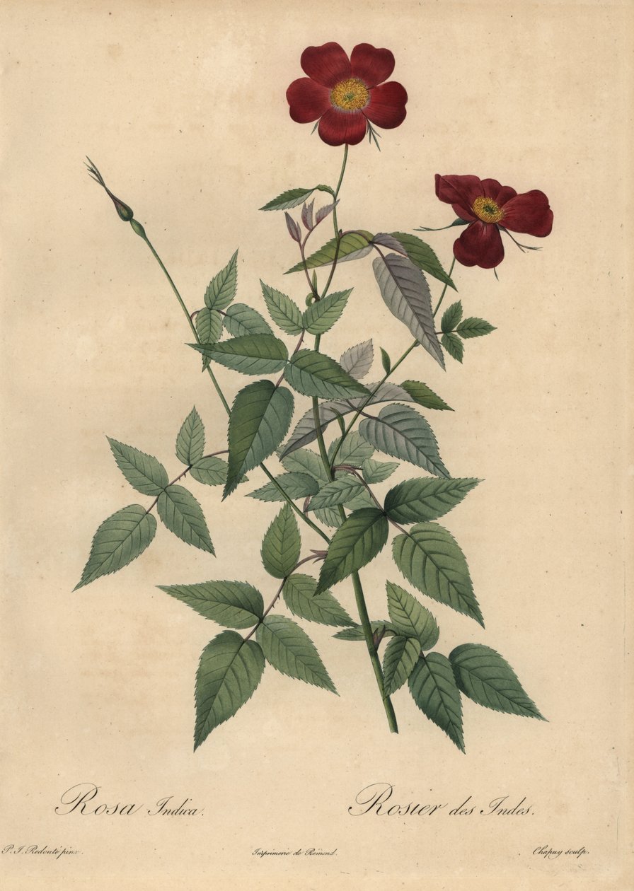 Bíbor kínai rózsa, Rosa chinensis. alkotó: Jean Baptiste Chapuy