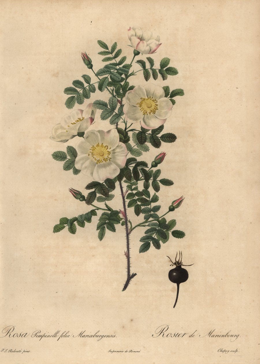 Marienbourg égett rózsája, Rosa pimpinellifolia Mariaeburgensi alkotó: Jean Baptiste Chapuy