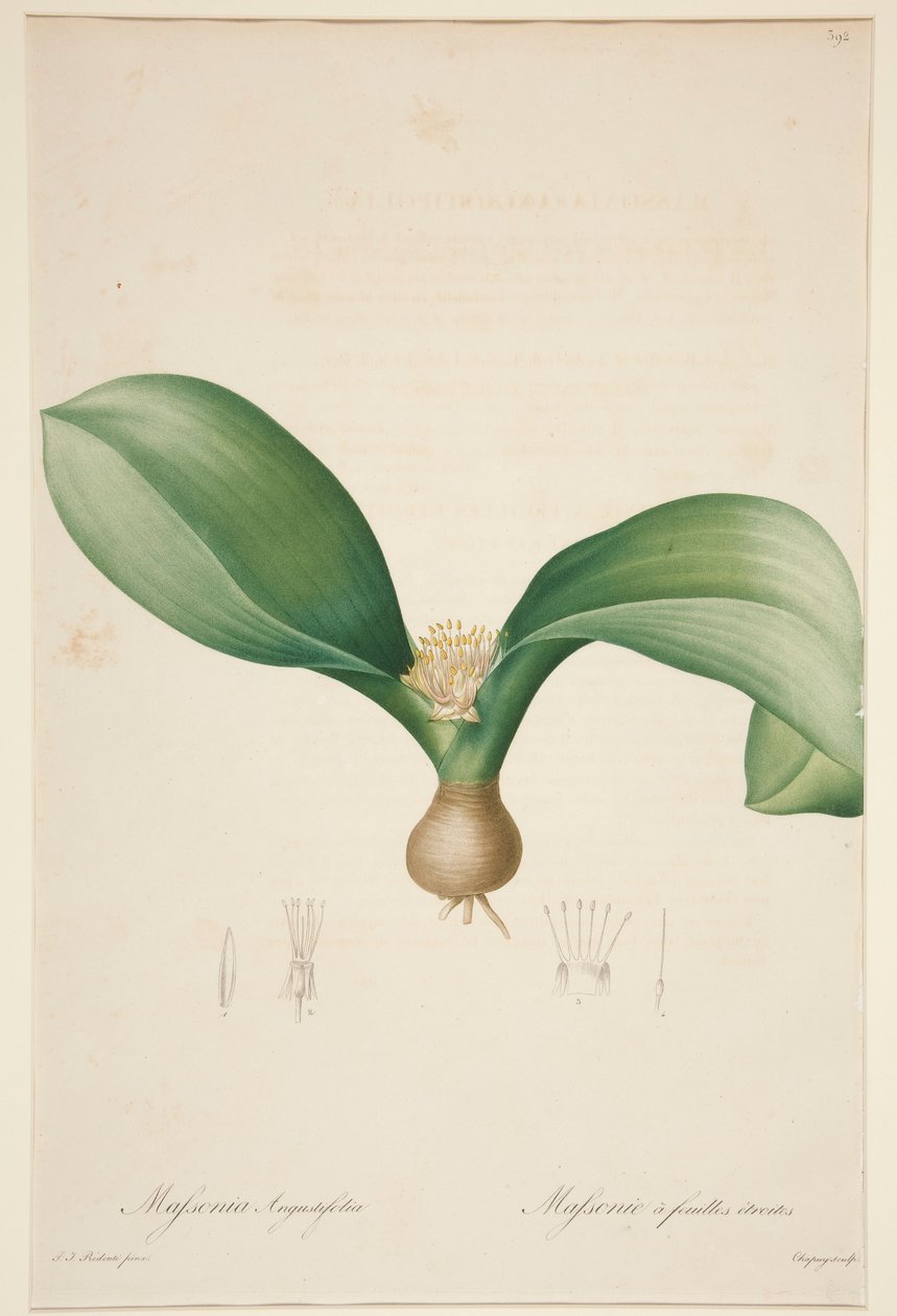Massonia Angustifolia, Massonie ? feuilles ?troites (Massonia keskeny levelekkel) alkotó: Jean Baptiste Chapuy
