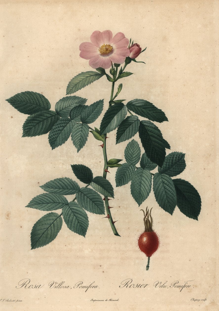 Rózsaszín almás rózsa, Rosa villosa. alkotó: Jean Baptiste Chapuy