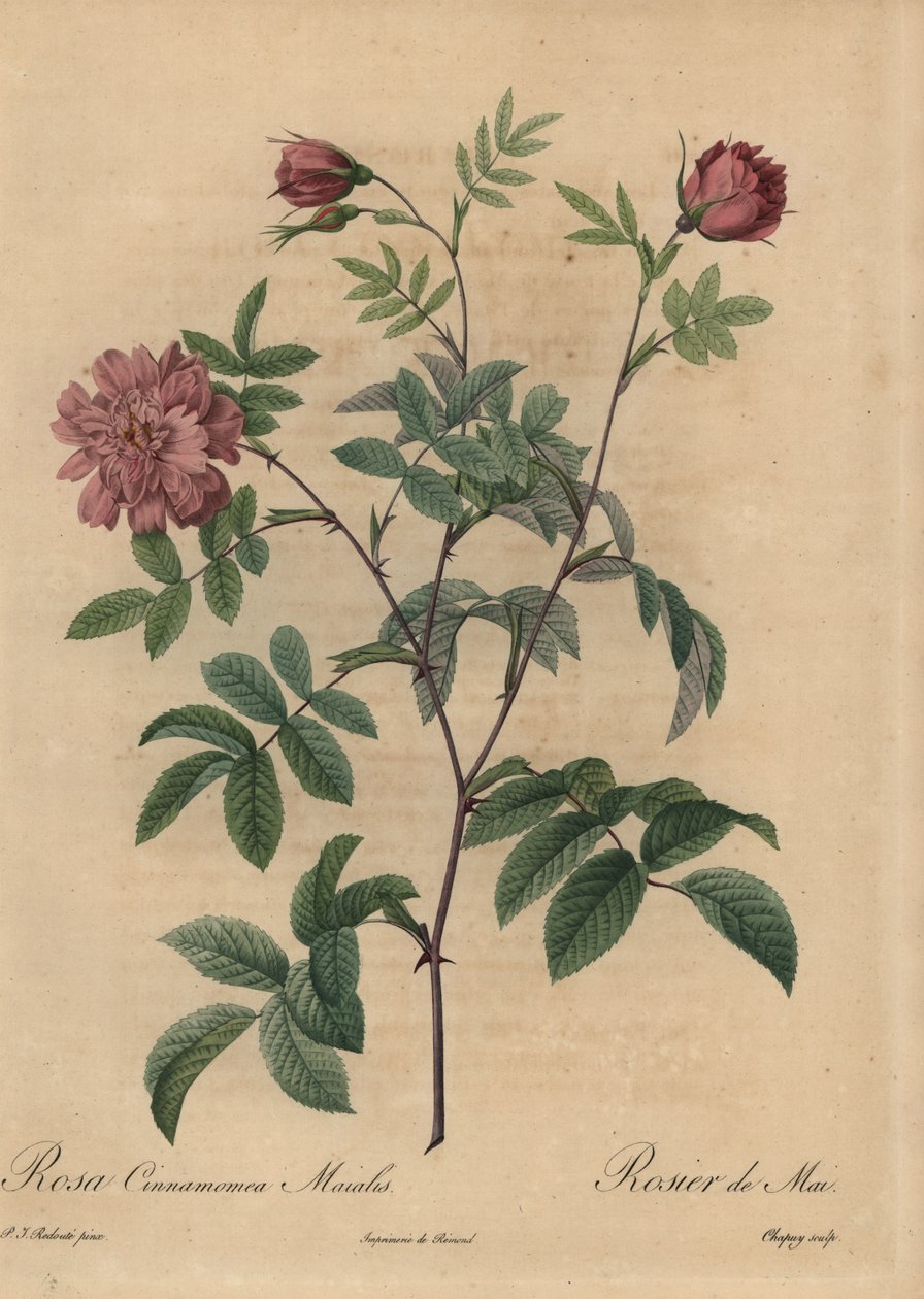Rózsaszín fahéjas rózsa, Rosa majalis. alkotó: Jean Baptiste Chapuy