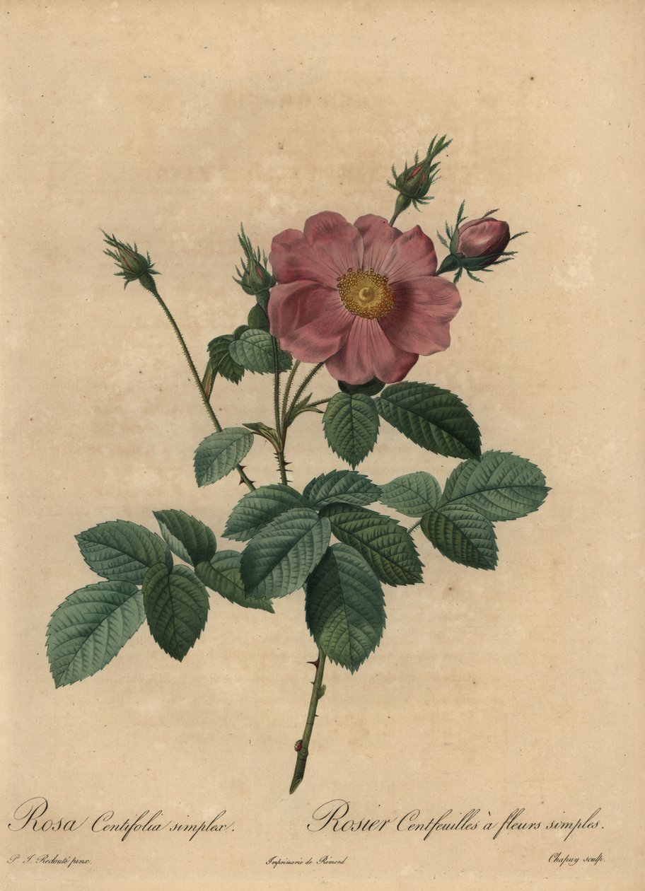 Rózsaszín rózsa, Rosa centifolia simplex. alkotó: Jean Baptiste Chapuy