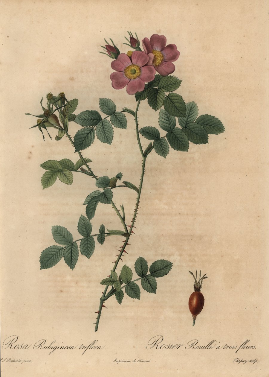 Rózsaszín édes rózsa, Rosa rubiginosa. alkotó: Jean Baptiste Chapuy
