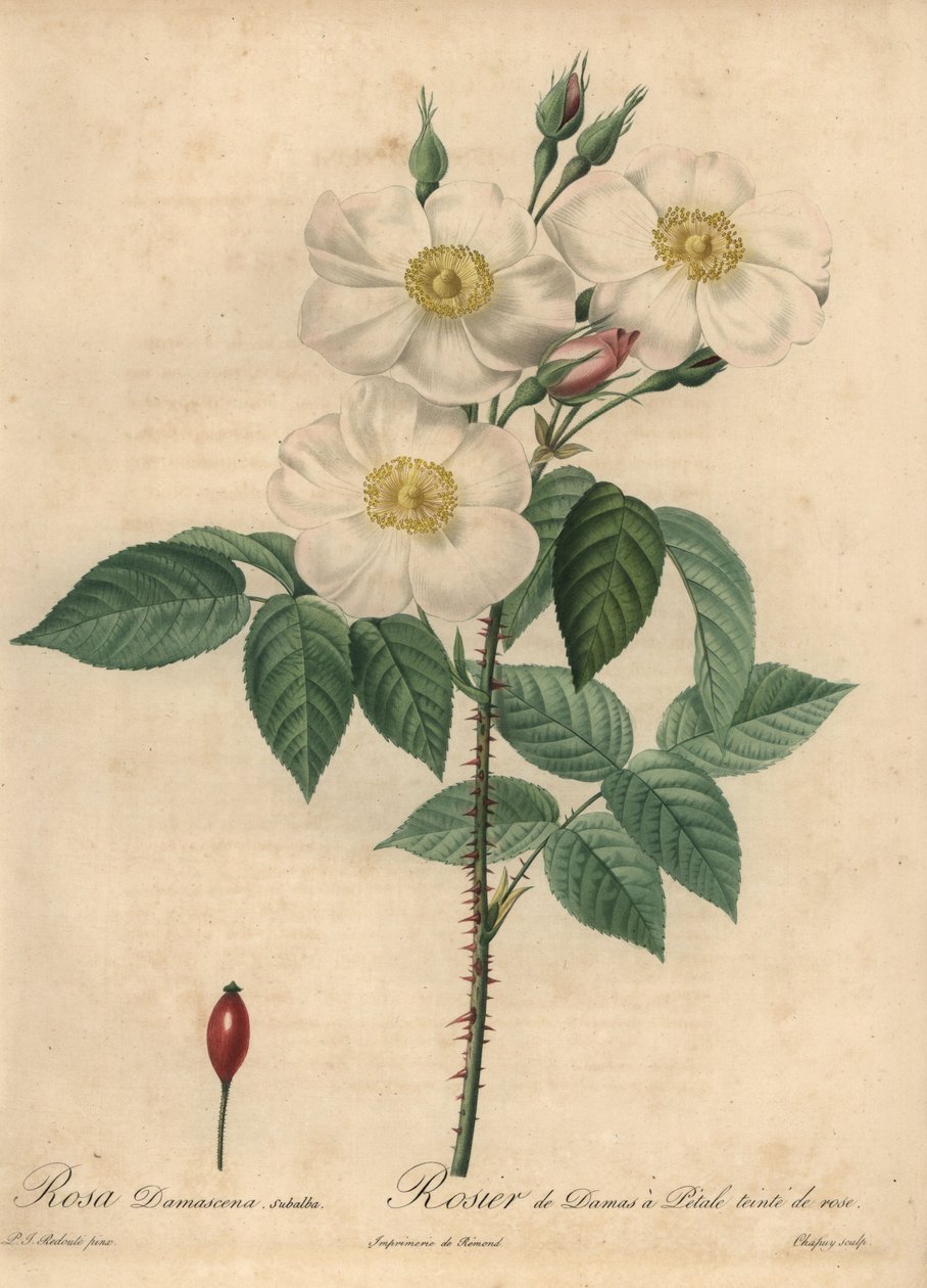 Fehér damaszkuszi rózsa, Rosa x damascena. alkotó: Jean Baptiste Chapuy