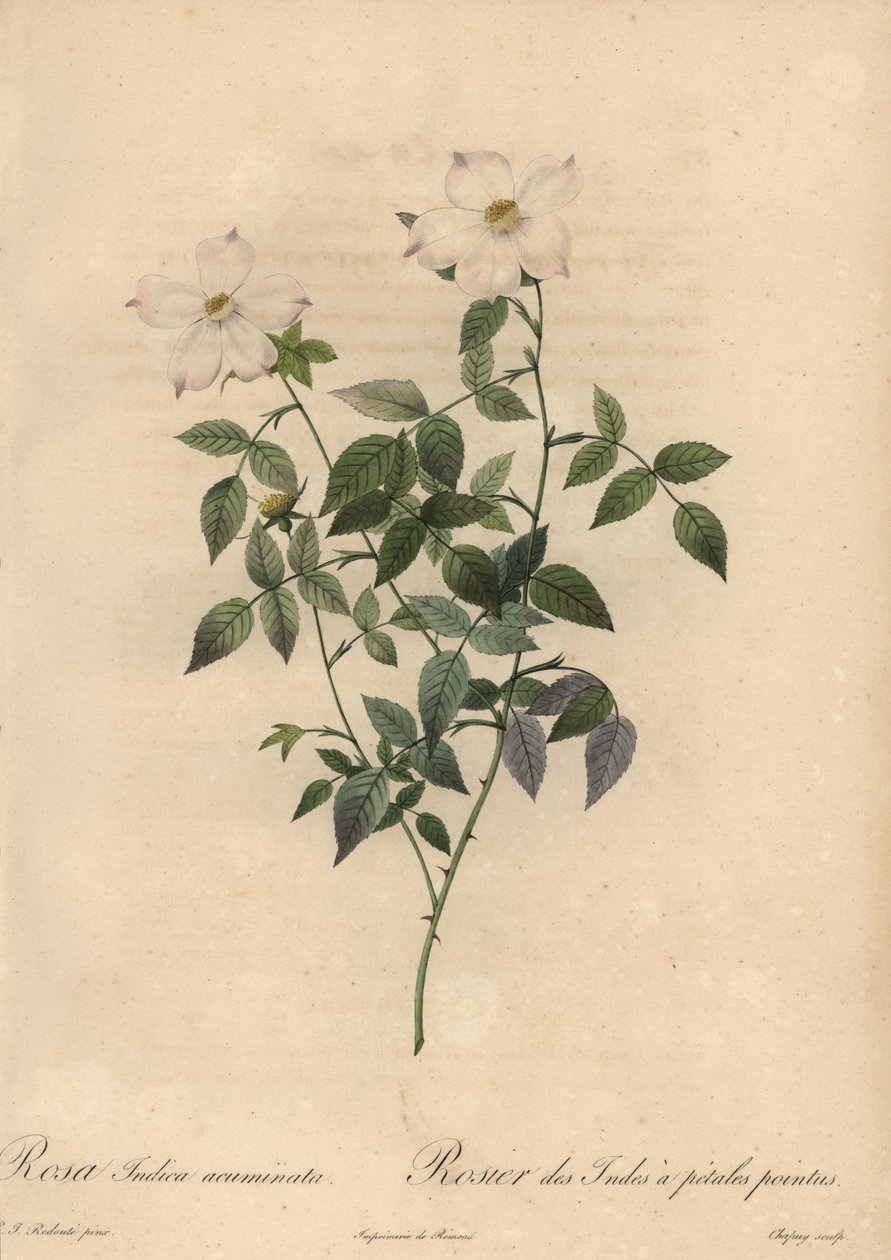 Fehér és rózsaszín kínai rózsa, Rosa chinensis. alkotó: Jean Baptiste Chapuy