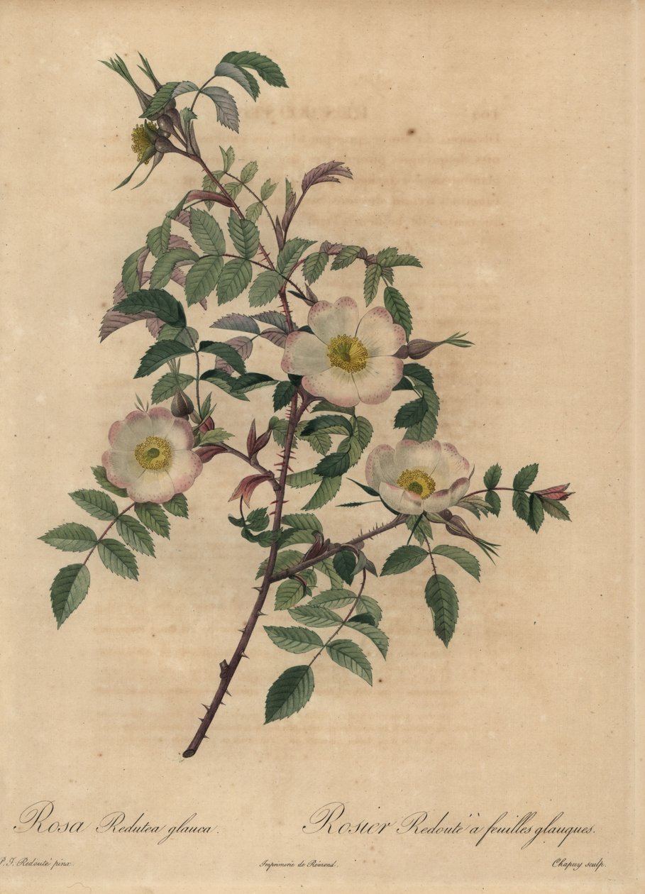Fehér és rózsaszín rózsa, Rosa redutea glauca. alkotó: Jean Baptiste Chapuy