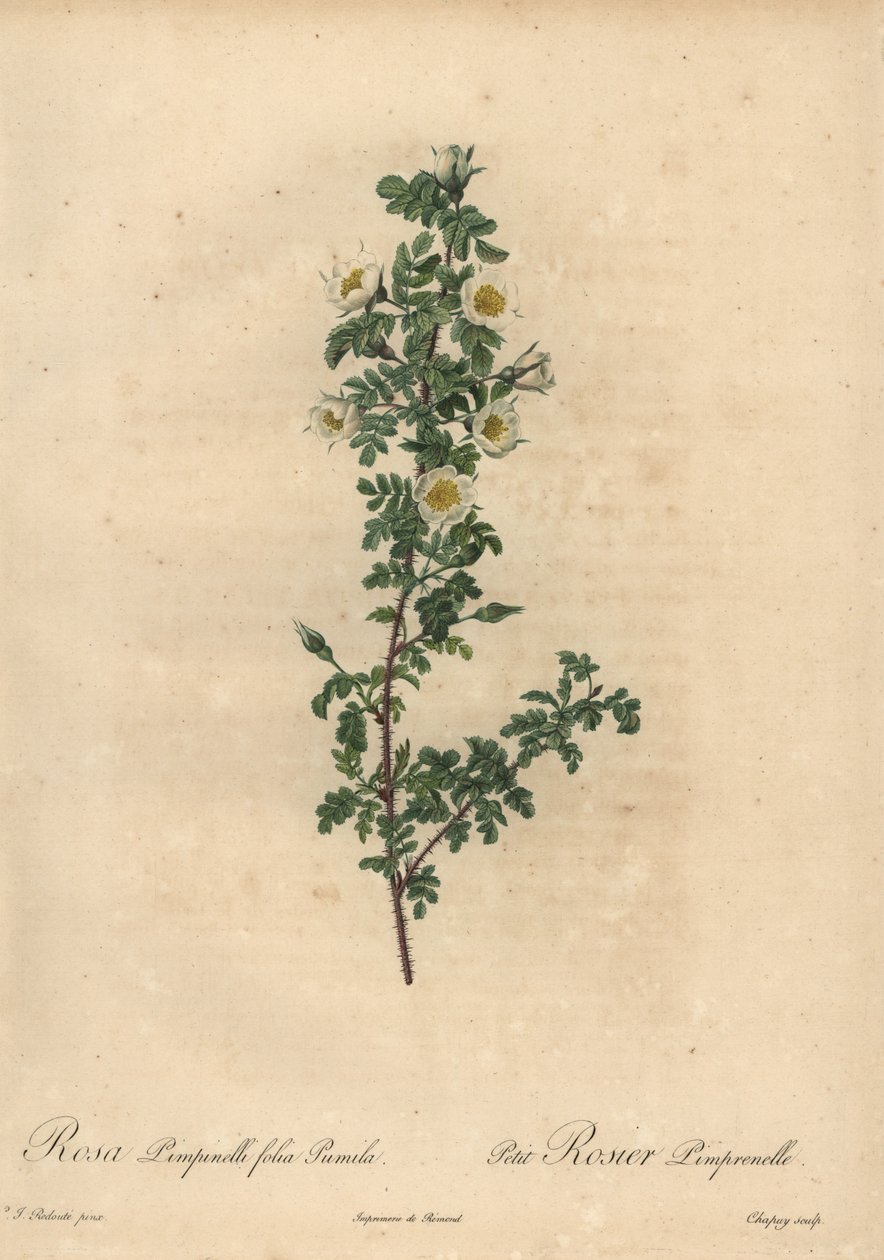 Fehér égett rózsa, Rosa pimpinellifolia Pumila. alkotó: Jean Baptiste Chapuy